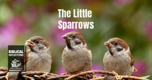 The Little Sparrows