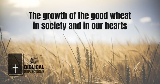 The growth of the good wheat in society and in our hearts