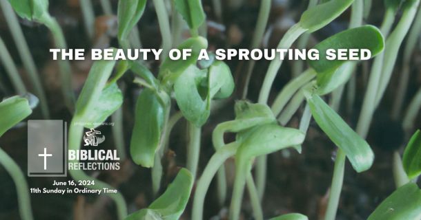 The Beauty of a Sprouting Seed